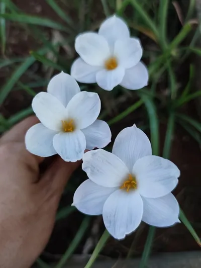Rain Lily Redneck