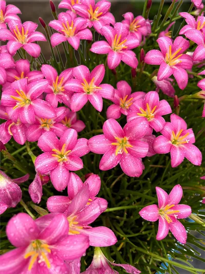 Rain Lily Monthira — thumbnail 2