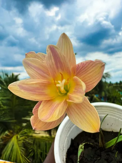 Rain Lily Langdao