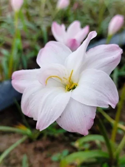 Rain Lily Yuki — thumbnail 2