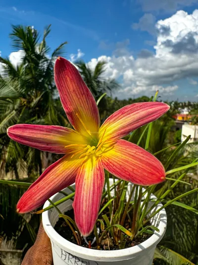 Rain Lily Ma Pink Arrow