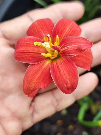 Rain Lily Premium Picks — 5