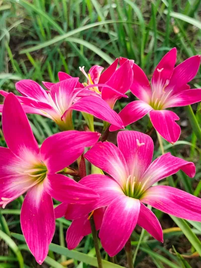 Rain Lily Aris