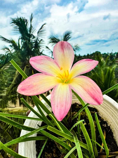 Rain Lily Champa — thumbnail 2