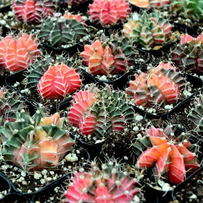 Cactus Gymnocalycium Mihanovichii Variegata ( Bare root )