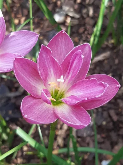 Rain Lily Sandee