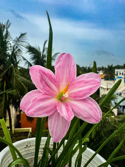 Rain Lily Mid-Band — 10
