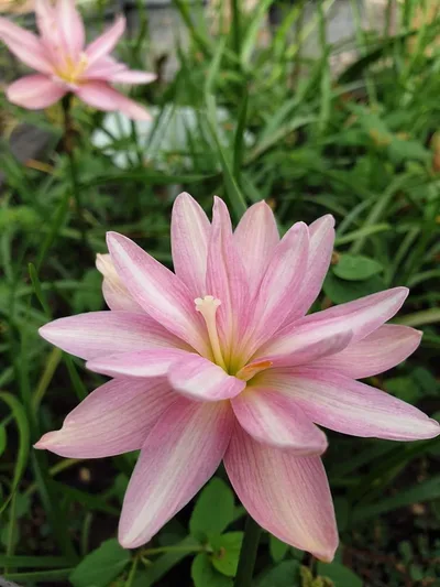 Rain Lily Praewpillai
