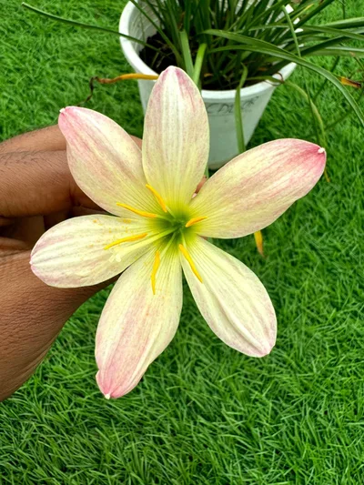 Rain Lily Callor
