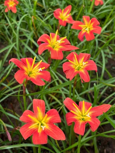 Rain Lily Daeng hang hong — thumbnail 2