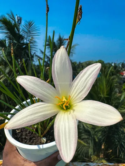 Rain Lily Pride of Gatagone