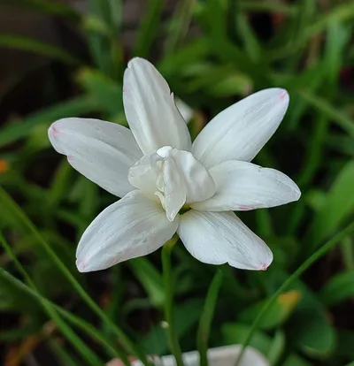 Rain Lily White Rabbit — thumbnail 1