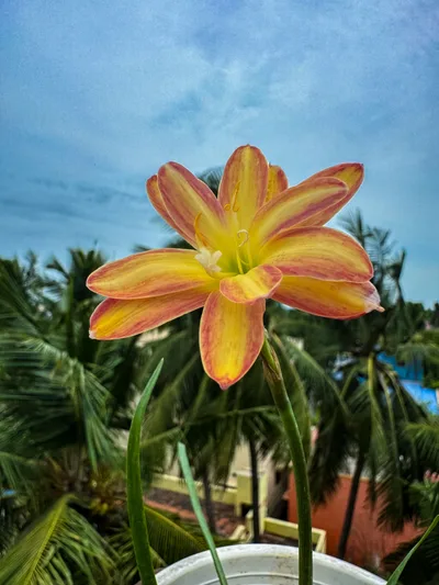 Rain Lily Urania