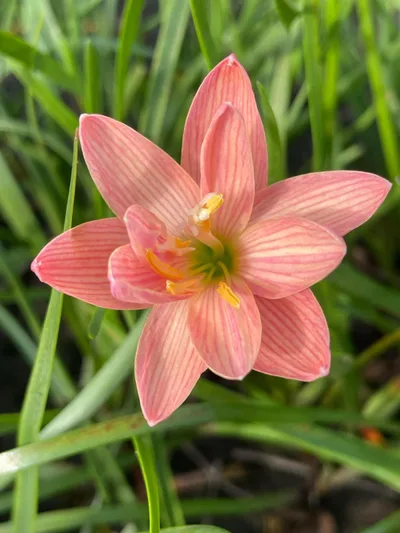 Rain Lily Eternal Love