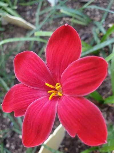 Rain Lily Heart flutter — thumbnail 5
