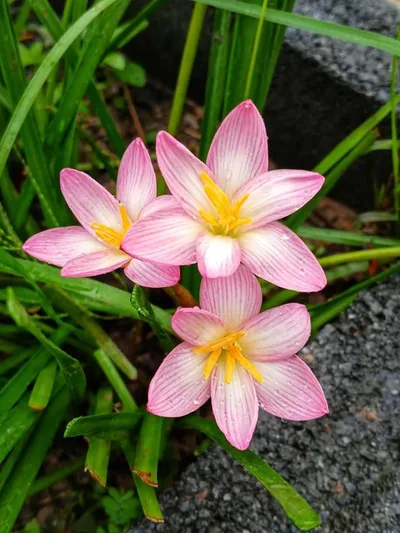 Rain Lily Darunee