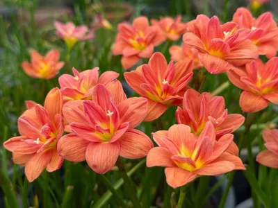 Rain Lily Sudteeruk