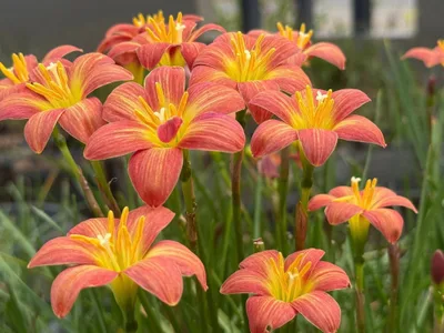 Rain Lily Crimson Sunset