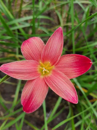 Rain Lily Sassy Pink