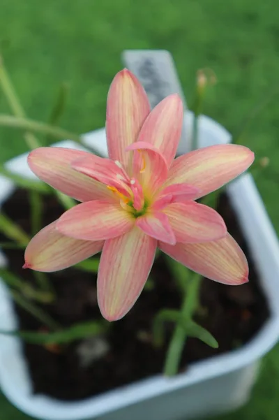 Rain Lily Beauty Mystic