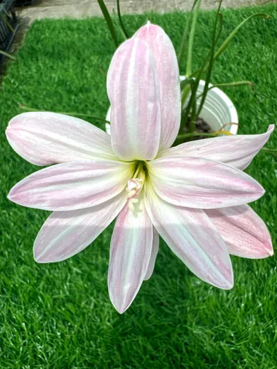 Rain Lily Cool Milk