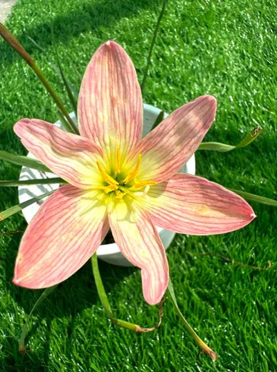 Rain Lily Dipannita