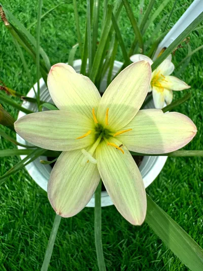 Rain Lily Hawaian- 500 , Hawaiian