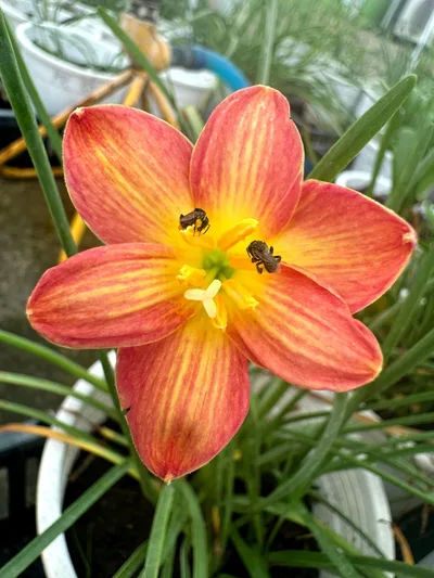 Rain Lily Kittirak