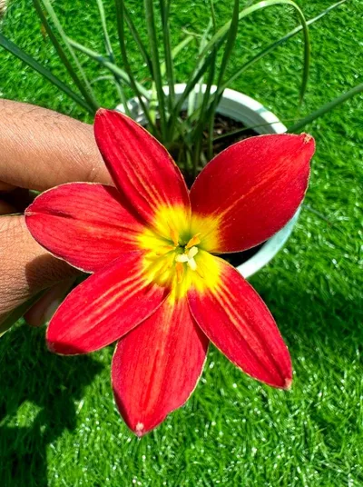 Onam Bloom: 10-Colour Rain Lily Pack