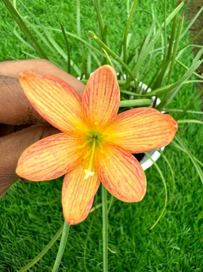Rain Lily Lady Oscar
