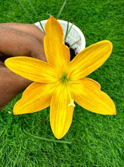 Rain Lily Mango delight  200