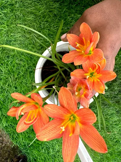 Rain Lily Orange Fire