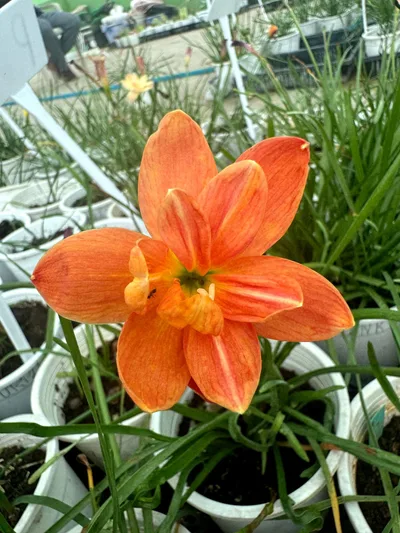Rain Lily Passion