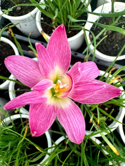 Rain Lily Boutique — 7