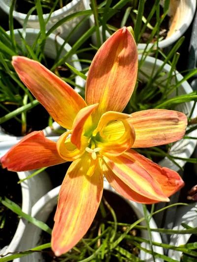 Rain Lily Spring