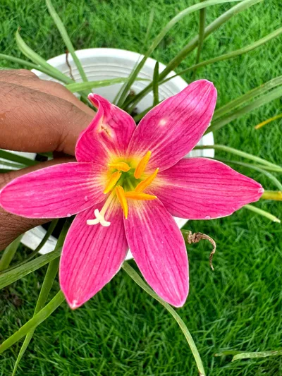Rain Lily Suree