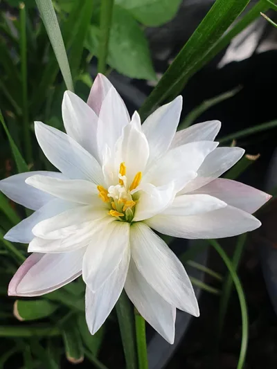 Rain Lily Phorn Sawan — thumbnail 1