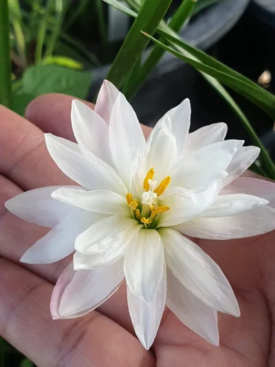 Rain Lily Phorn Sawan — thumbnail 2