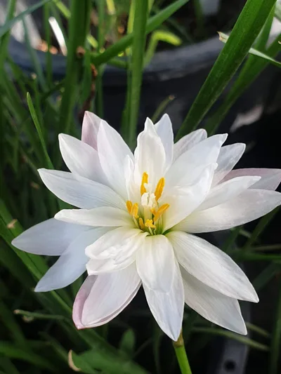 Rain Lily Phorn Sawan — thumbnail 3