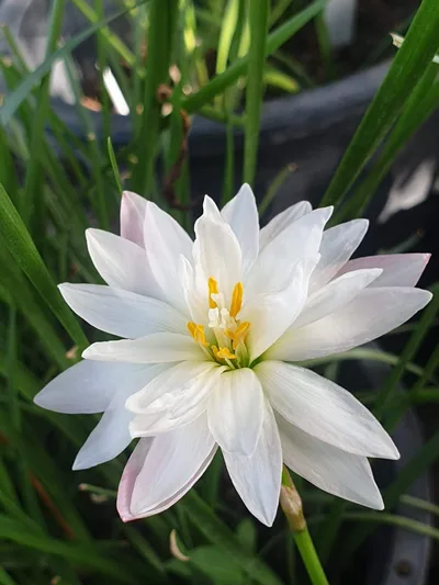 Rain Lily Phorn Sawan — thumbnail 4