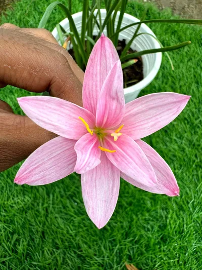 Rain Lily Chorkaew 400