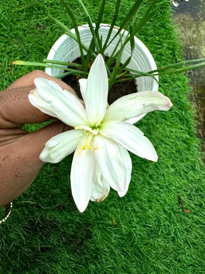 Rain Lily Himalayan — thumbnail 2