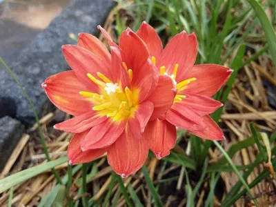 Rain Lily Red Macaw