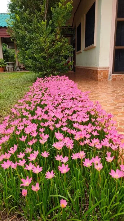 Rain Lily Rosea