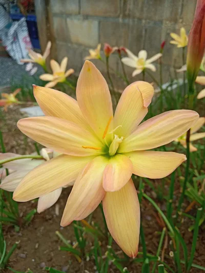Rain Lily Block Party — 20