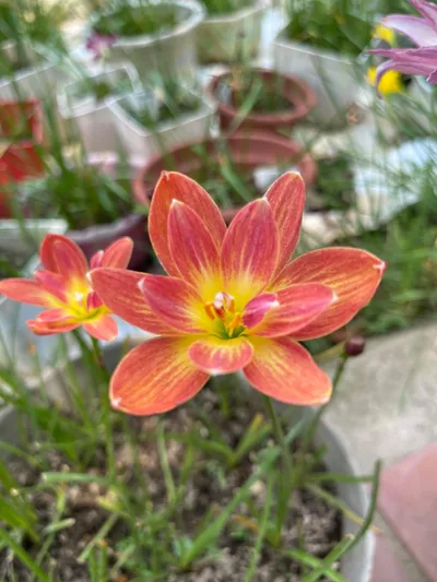 Rain Lily Ampharamphai — thumbnail 3