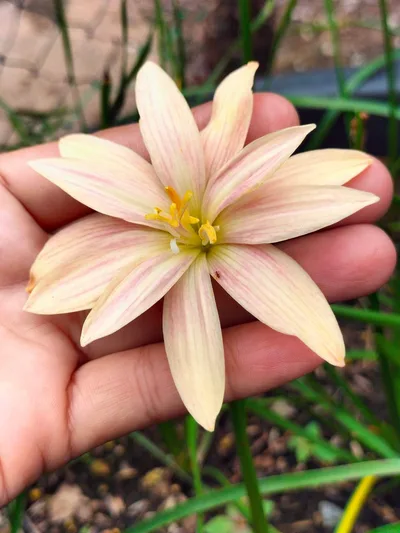Rain Lily Apricot King — thumbnail 5