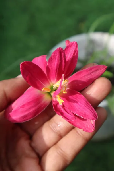 Rain Lily Rare Collectors — 7