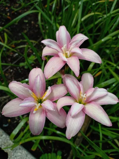 Rain Lily Lilawadee — thumbnail 1