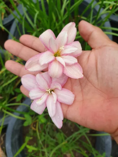 Rain Lily Lilawadee — thumbnail 4